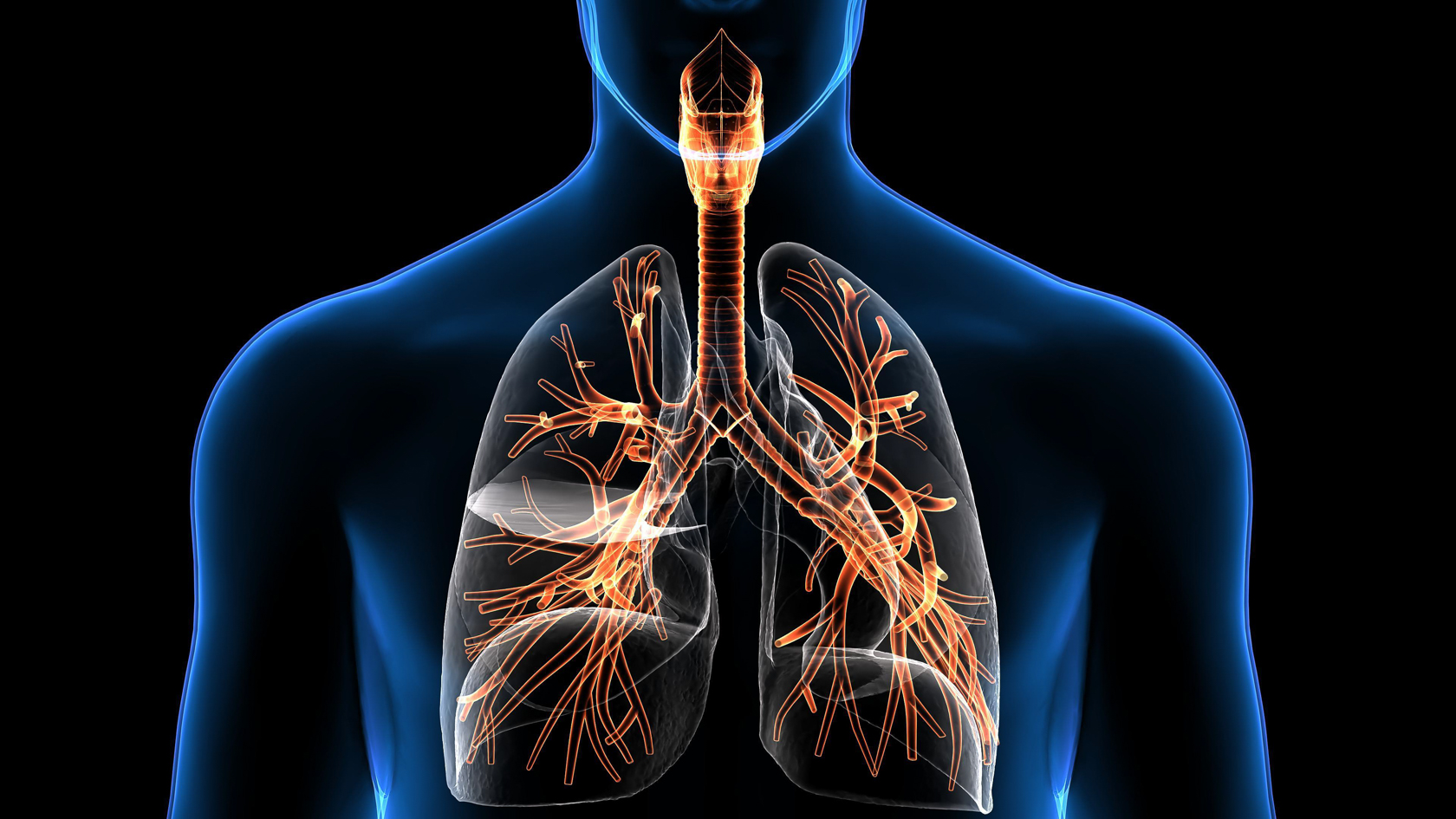 Строение дыхательной и пищеварительной системы человека (Таблица)